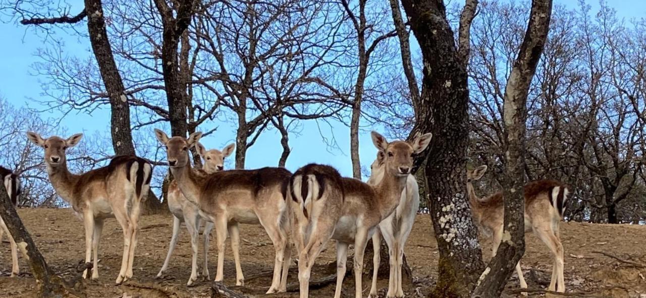 Bourazani Wild Life Resort Konitsa Exterior foto